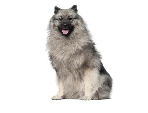 Toy keeshond best sale